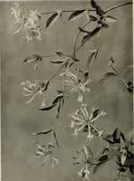 An illustration from Flowers and plants for designers and schools (1907)