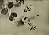 An illustration from Flowers and plants for designers and schools (1907)