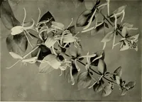 An illustration from Flowers and plants for designers and schools (1907)