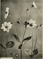 An illustration from Flowers and plants for designers and schools (1907)