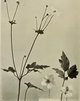 An illustration from Flowers and plants for designers and schools (1907)