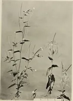 An illustration from Flowers and plants for designers and schools (1907)