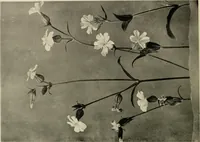 An illustration from Flowers and plants for designers and schools (1907)