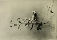 An illustration from Flowers and plants for designers and schools (1907)