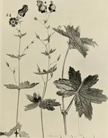 An illustration from Flowers and plants for designers and schools (1907)