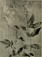 An illustration from Flowers and plants for designers and schools (1907)