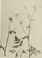 An illustration from Flowers and plants for designers and schools (1907)