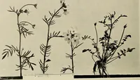An illustration from Flowers and plants for designers and schools (1907)
