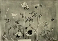 An illustration from Flowers and plants for designers and schools (1907)