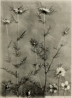 An illustration from Flowers and plants for designers and schools (1907)