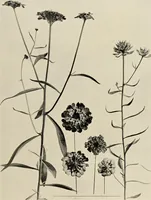 An illustration from Flowers and plants for designers and schools (1907)