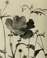 An illustration from Flowers and plants for designers and schools (1907)