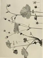 An illustration from Flowers and plants for designers and schools (1907)