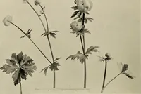 An illustration from Flowers and plants for designers and schools (1907)