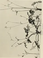 An illustration from Flowers and plants for designers and schools (1907)