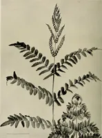An illustration from Flowers and plants for designers and schools (1907)