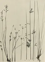 An illustration from Flowers and plants for designers and schools (1907)