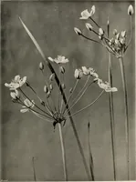 An illustration from Flowers and plants for designers and schools (1907)