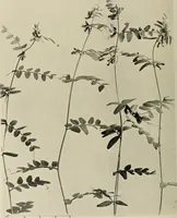An illustration from Flowers and plants for designers and schools (1907)