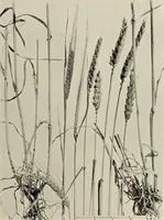 An illustration from Flowers and plants for designers and schools (1907)