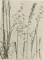 An illustration from Flowers and plants for designers and schools (1907)