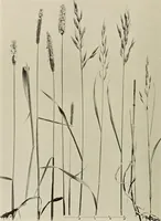 An illustration from Flowers and plants for designers and schools (1907)