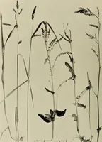 An illustration from Flowers and plants for designers and schools (1907)
