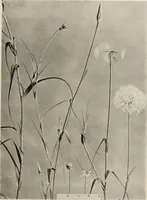 An illustration from Flowers and plants for designers and schools (1907)