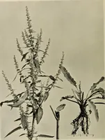 An illustration from Flowers and plants for designers and schools (1907)