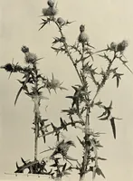 An illustration from Flowers and plants for designers and schools (1907)