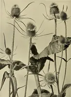 An illustration from Flowers and plants for designers and schools (1907)