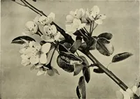An illustration from Flowers and plants for designers and schools (1907)