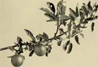 An illustration from Flowers and plants for designers and schools (1907)