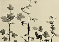 An illustration from Flowers and plants for designers and schools (1907)
