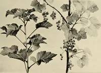 An illustration from Flowers and plants for designers and schools (1907)