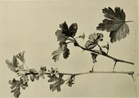 An illustration from Flowers and plants for designers and schools (1907)