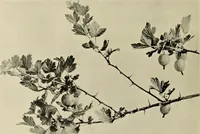 An illustration from Flowers and plants for designers and schools (1907)