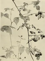 An illustration from Flowers and plants for designers and schools (1907)