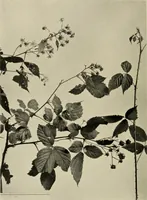An illustration from Flowers and plants for designers and schools (1907)
