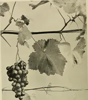 An illustration from Flowers and plants for designers and schools (1907)