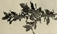 An illustration from Flowers and plants for designers and schools (1907)