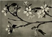 An illustration from Flowers and plants for designers and schools (1907)