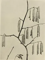 An illustration from Flowers and plants for designers and schools (1907)