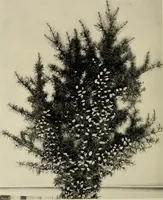 An illustration from Flowers and plants for designers and schools (1907)