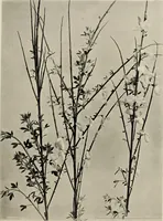 An illustration from Flowers and plants for designers and schools (1907)