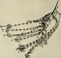 An illustration from Flowers and plants for designers and schools (1907)