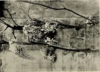 An illustration from Flowers and plants for designers and schools (1907)