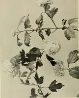 An illustration from Flowers and plants for designers and schools (1907)
