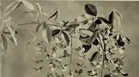 An illustration from Flowers and plants for designers and schools (1907)