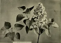 An illustration from Flowers and plants for designers and schools (1907)